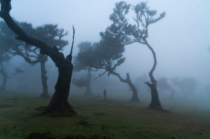 A Forest that Remembers: The Enduring Soul of Laurisilva