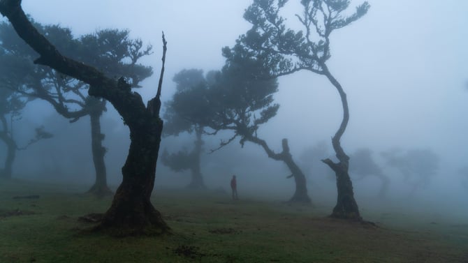 A Forest that Remembers: The Enduring Soul of Laurisilva