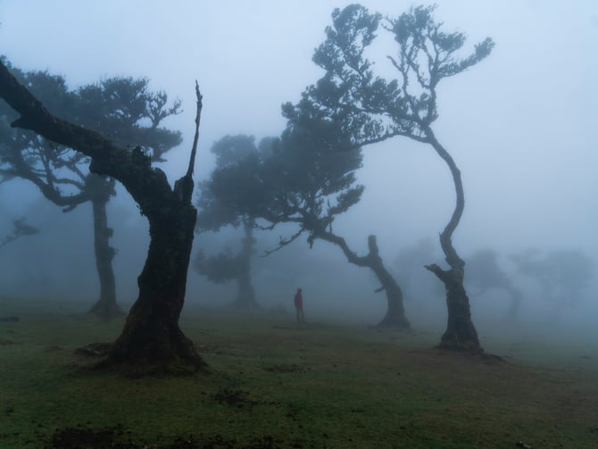 A Forest that Remembers